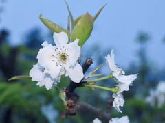 -三圣花乡旅游区