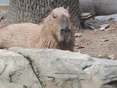 -深圳野生动物园