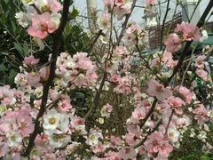 -三圣花乡旅游区