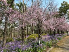 -上海海湾国家森林公园