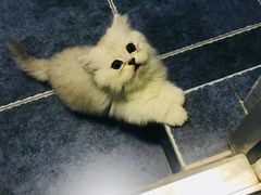 -美联众合动物医院(·中兽医·疑难杂症·严家桥分院)