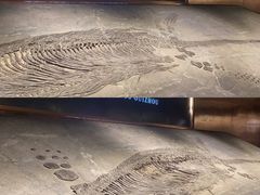 -贵州省地质博物馆