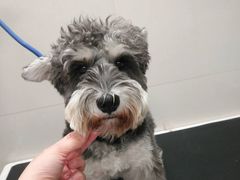 -帕帕拉兹宠物(亚洲旗舰店)