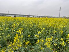 -光明小镇欢乐田园