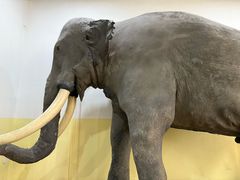 -国家自然博物馆