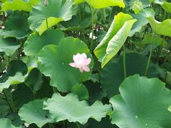 -四川大学(华西校区)