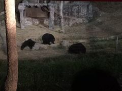 -清迈夜间动物园