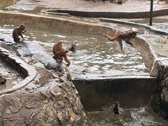 -成都动物园