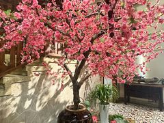 -東大方(安吉灵芝店)