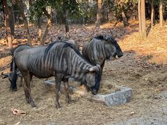 -清迈夜间动物园