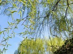 -陕西省西安植物园