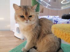 -COLOR PETS 撸猫馆·购猫·猫咖(长风大悦城店)