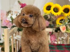 -喜洋洋宠物医院(震川路总店)