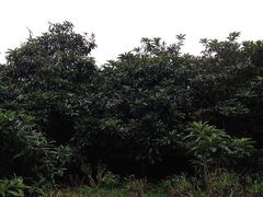 iphone_upload_pic-三山岛