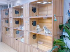 -猫十亿·布偶金渐层·曼基康矮脚猫舍(青年路店)