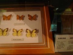 -上海大自然野生昆虫馆