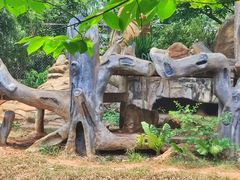 -海南热带野生动植物园