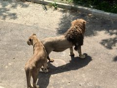 -大连森林动物园