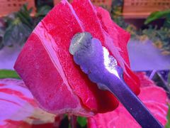 -聚盛源蒸汽海鲜火锅烤肉自助(巨川金海岸购物广场店)