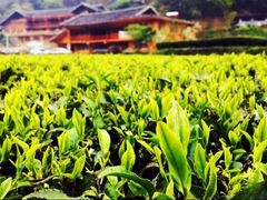 -咸丰县唐崖河景区