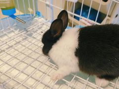 -怪兽屋·羊驼·猫咖·狗咖(俊华广场店)