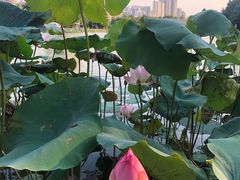 -飞来湖湿地公园
