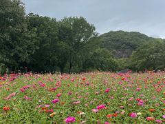 -上海佘山国家森林公园天马山园