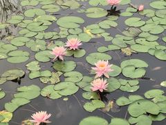 -东莞植物园