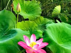 -莲花池公园