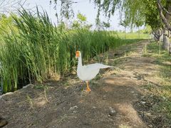-永定河休闲森林公园