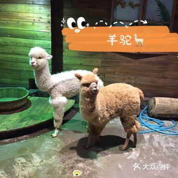 暑假来了，带娃去合肥马塔塔动物王国