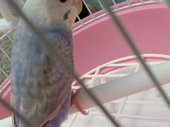 -桂林市花鸟市场