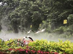 -广州长隆飞鸟乐园