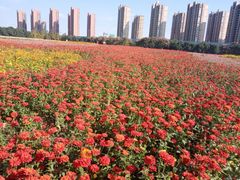 -映月湖中央公园