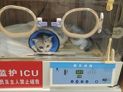 -御宝贝·A梦猫科宠物医院(国际猫友好医院)