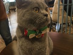 -共舞时光猫咖·狗咖(新街口店)