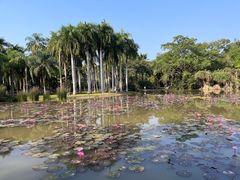 -中国科学院西双版纳热带植物园