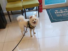 -艾吉宠物医院24小时转诊·微创·心脏介入中心(虹口店)