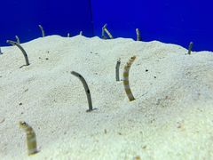 -上海海洋水族馆