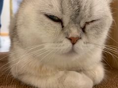 -飞行喵MR PILOT|猫舍·猫咖(静安大融城店)