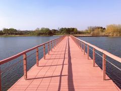 -贡湖湾湿地公园