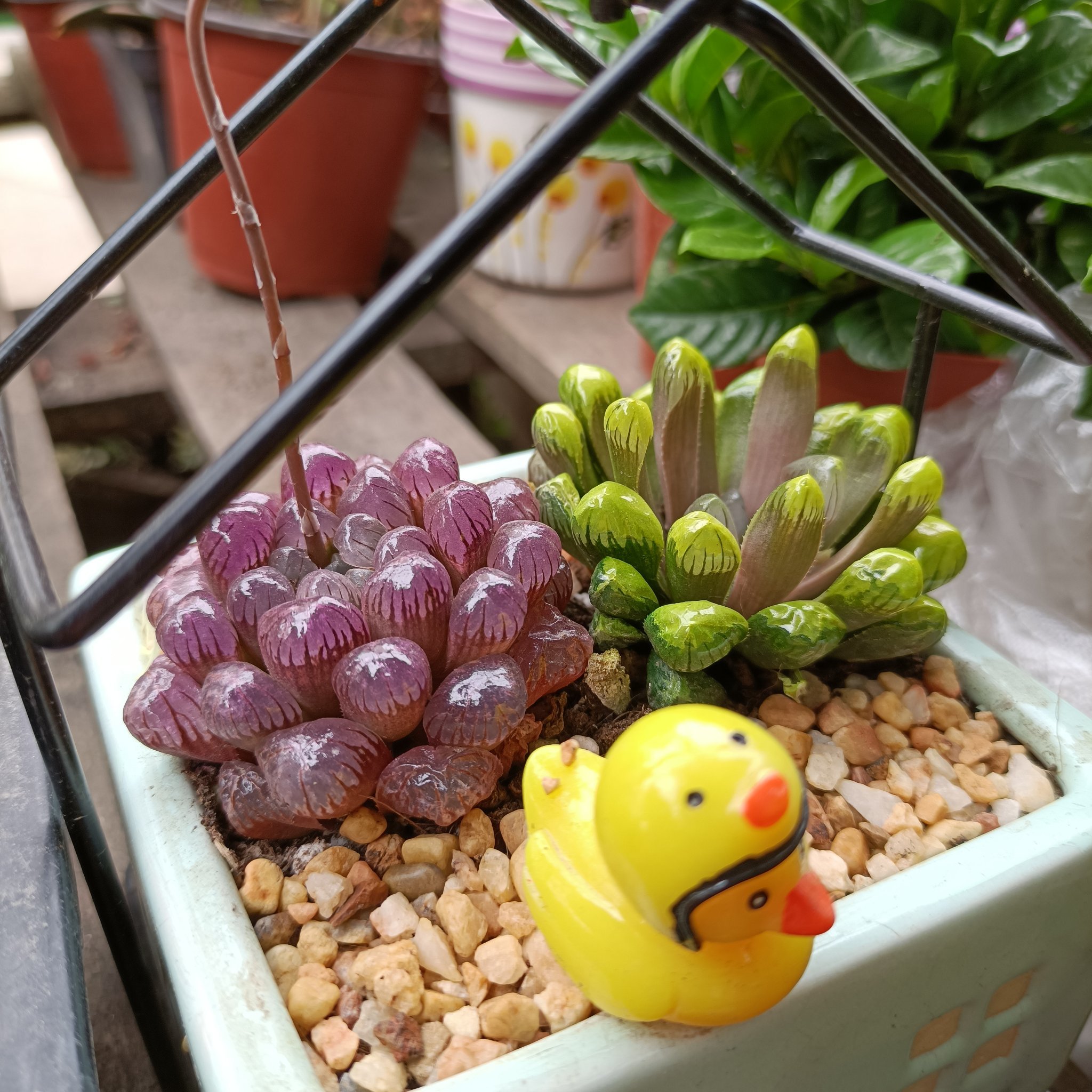 没想到,归元寺旁边这个花鸟市场还挺大的