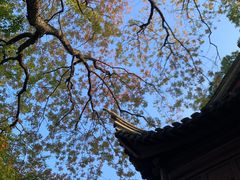-八大山人梅湖景区