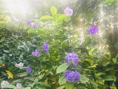 -呀路古热带植物园