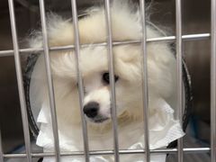 -博特宠物医院24h犬猫全科.骨科·异宠