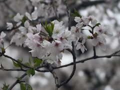 -同济大学本部学苑饮食广场
