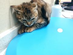 -顺强宠物诊所·狂犬免疫·夜诊·骨科(嘉定店)