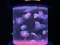 -欢乐海岸海洋奇梦馆