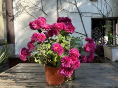 -日出青木·杭帮菜名店