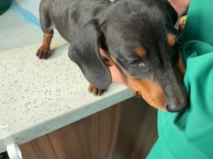 -心仪动物医院·牙专科·肿瘤·心脏科(西客站院)